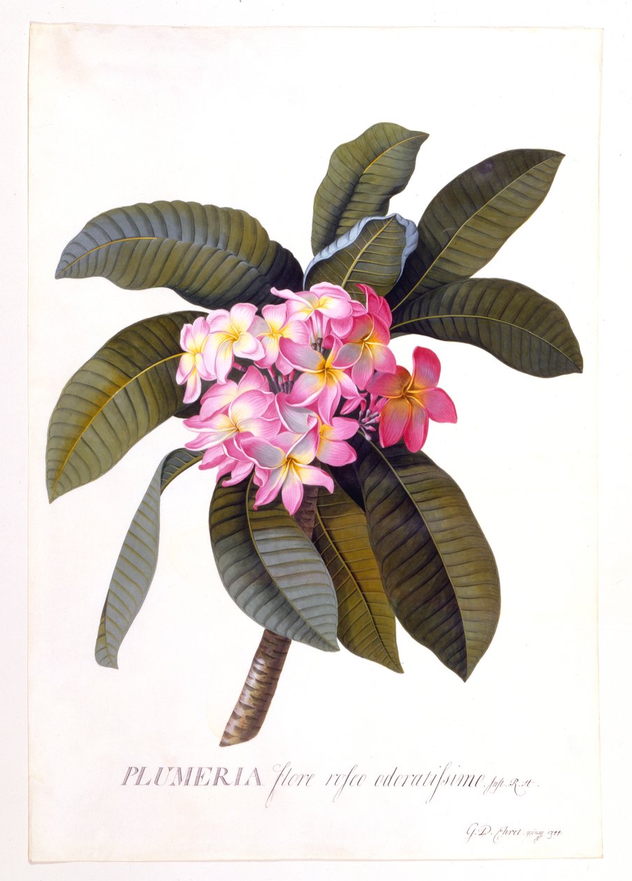 Plumeria, c 1744, kézzel színezett metszet. alkotó: "Georg Dionysius Ehret