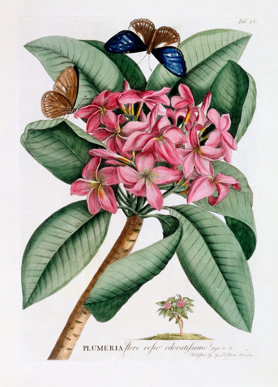 Plumeria, c. 1749-es kézzel színezett metszet. alkotó: "Georg Dionysius Ehret
