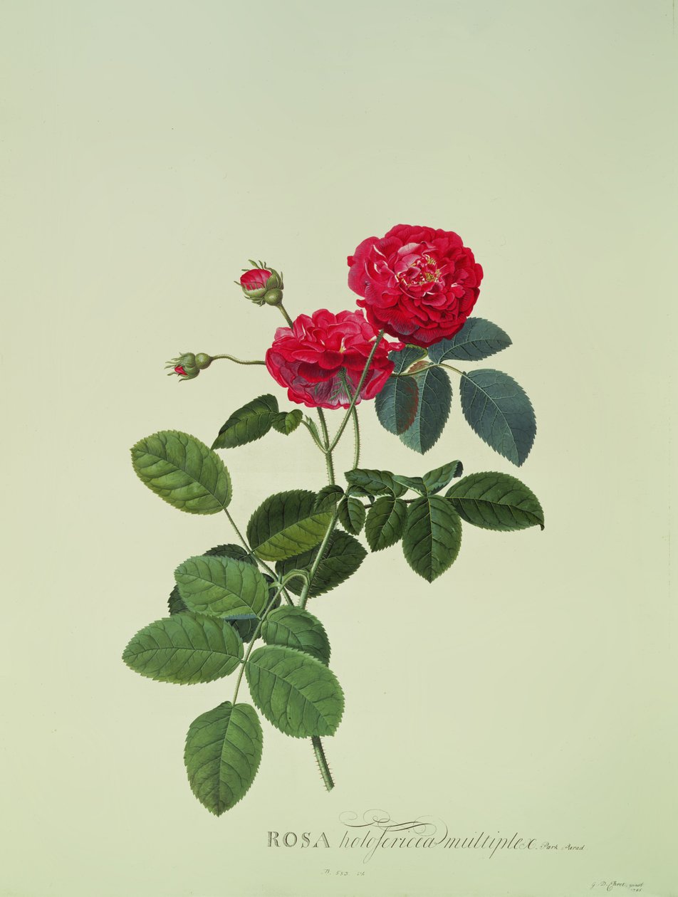 Rosa: Holoferica multiplex (Park Parádé) alkotó: Georg Dionysius Ehret