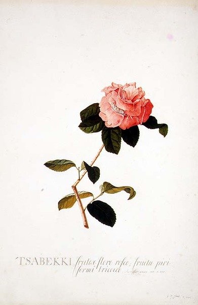 Rosa Tsabekki alkotó: Georg Dionysius Ehret