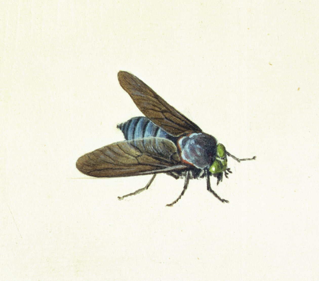 A lóbégy, 18. század alkotó: Georg Dionysius Ehret