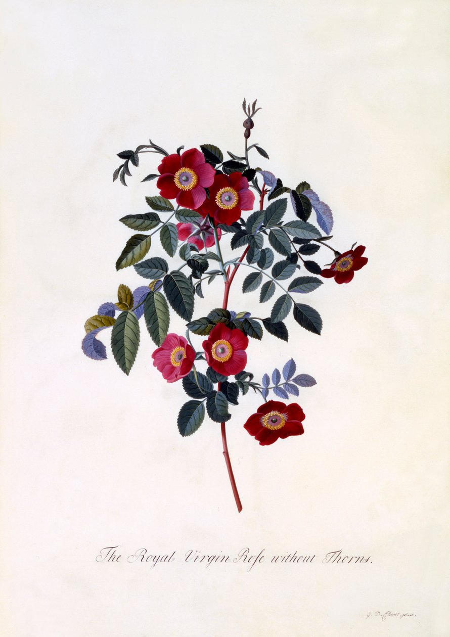 A királyi szűz rózsa tövis nélkül, c. 1745-ös kézzel színezett metszet. alkotó: "Georg Dionysius Ehret