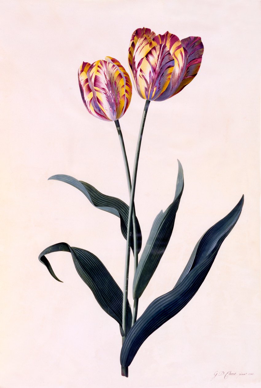 Tulipán, c. 1744-es kézzel színezett metszet. alkotó: "Georg Dionysius Ehret