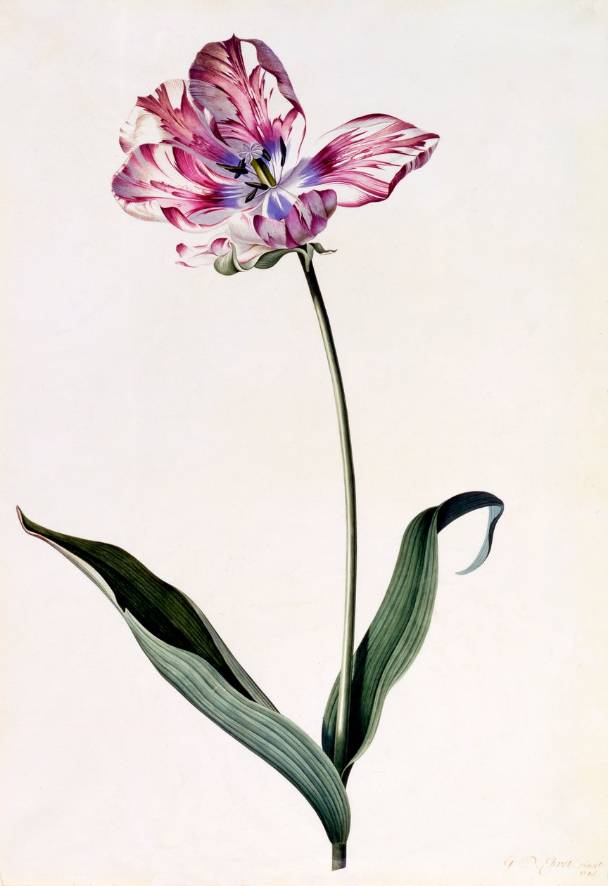 Tulipán, c. 1745-ös kézzel színezett metszet. alkotó: "Georg Dionysius Ehret