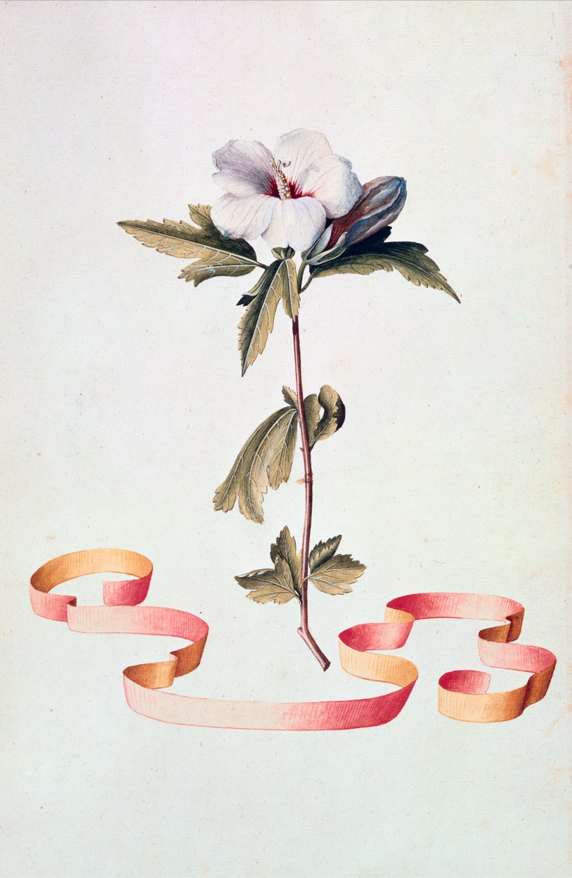 Fehér Hibiszkusz alkotó: Georg Dionysius Ehret