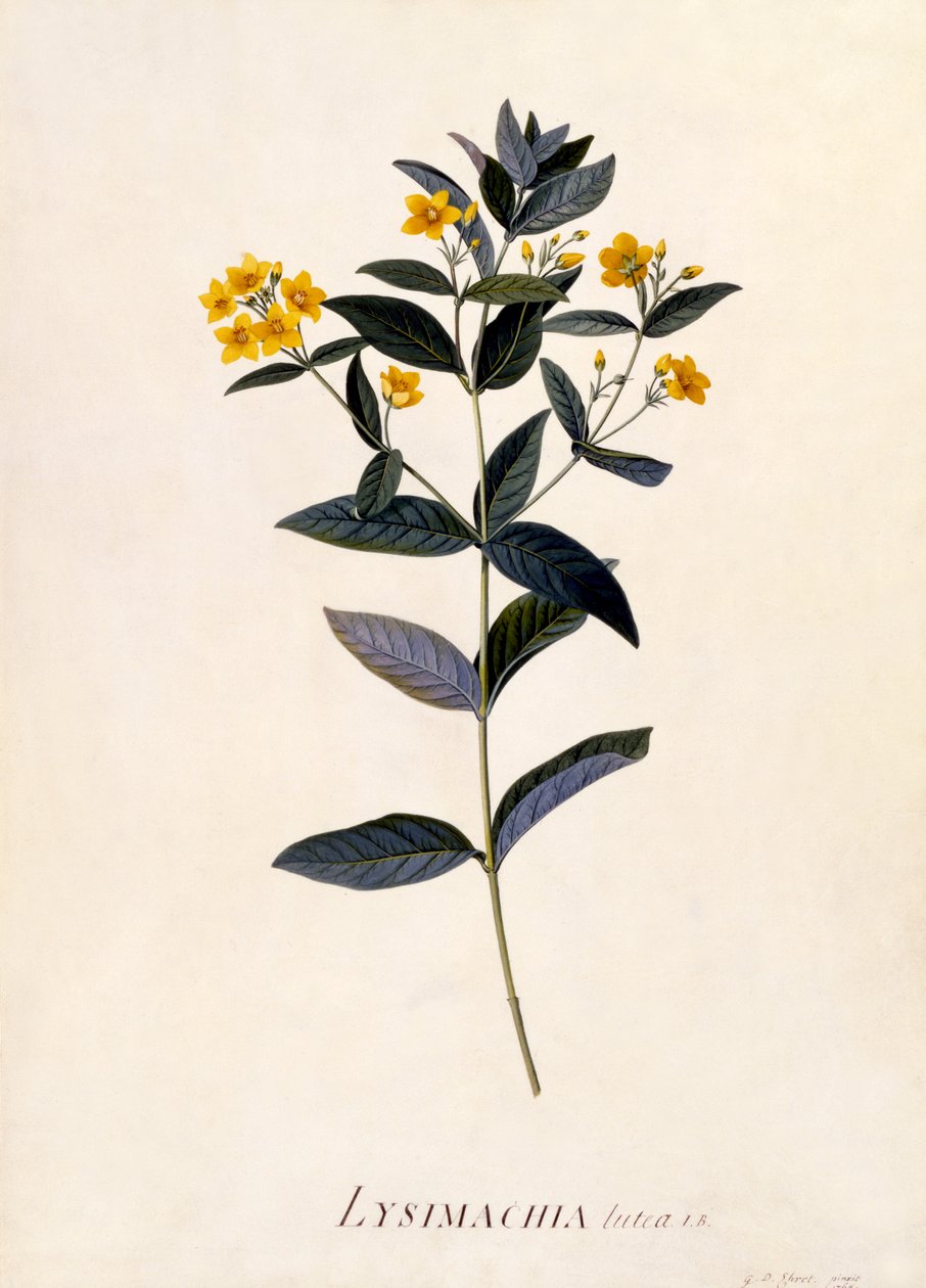 Yellow Loosestrife, 1760 körül (kézzel színezett metszet) alkotó: Georg Dionysius Ehret