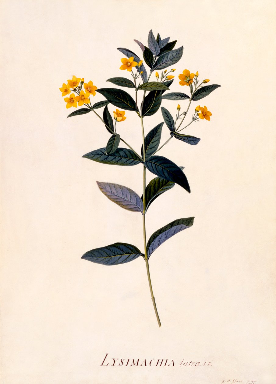 Yellow Loosestrife, c 1760 kézzel színezett metszet. alkotó: "Georg Dionysius Ehret