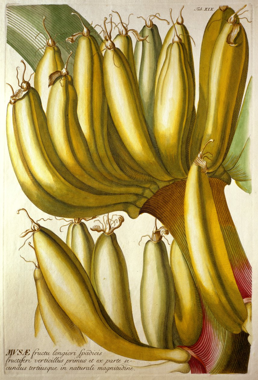 Fiatal banánok, C. J. Trew "Plantae Selectae" című művéből, 1750-73 alkotó: Georg Dionysius Ehret