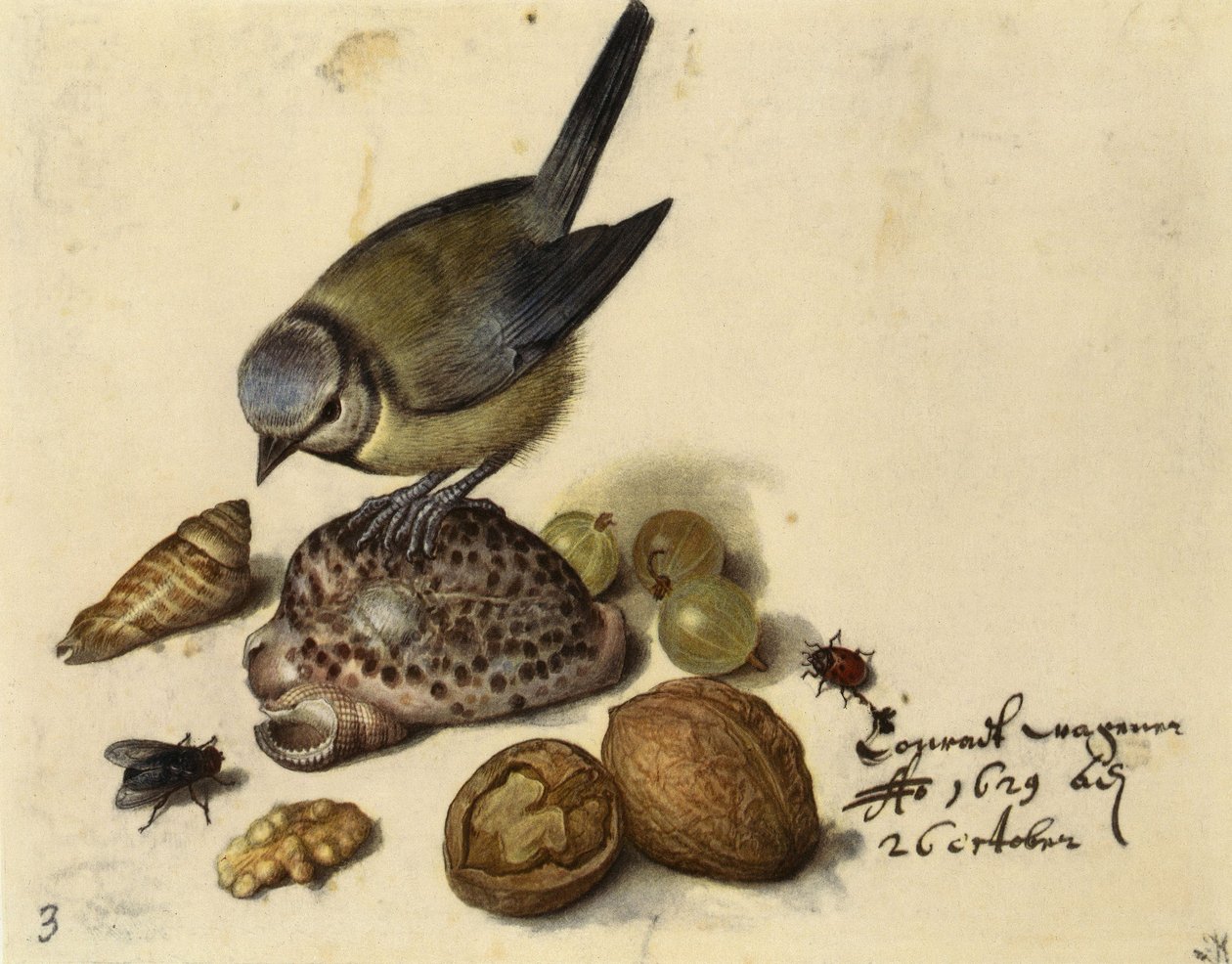 Csendélet kék cinegekkel, kagylókkal, gyümölcsökkel és rovarokkal, 1629. alkotó: Georg Flegel