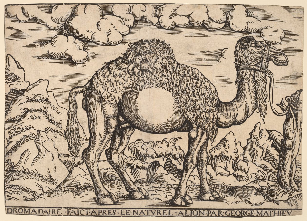 Egy dromedár alkotó: Georg Mattheus