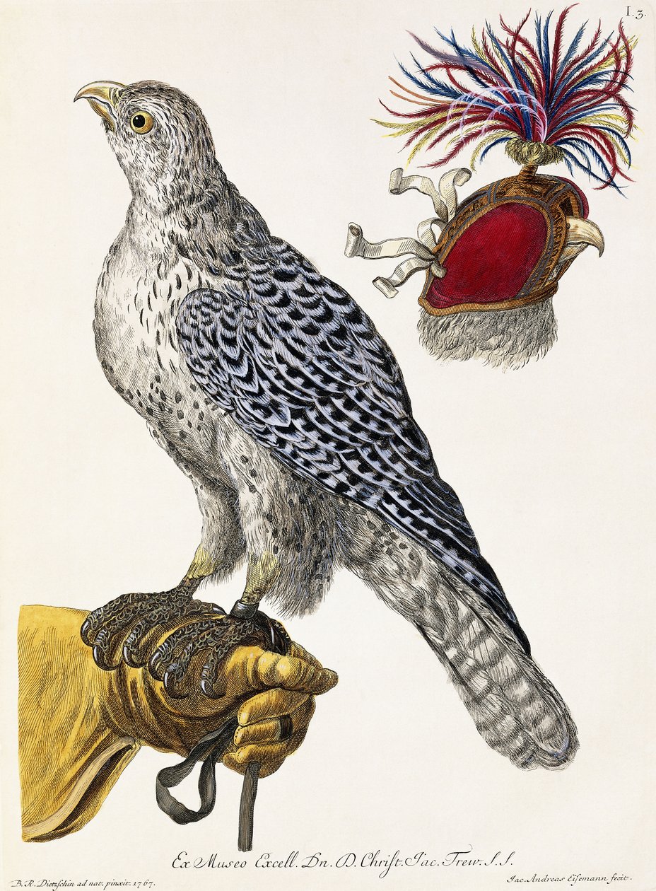Solymászat, 3. tábla, a "Válogatott természet gyönyörei", 1771 alkotó: Georg Wolfgang Knorr
