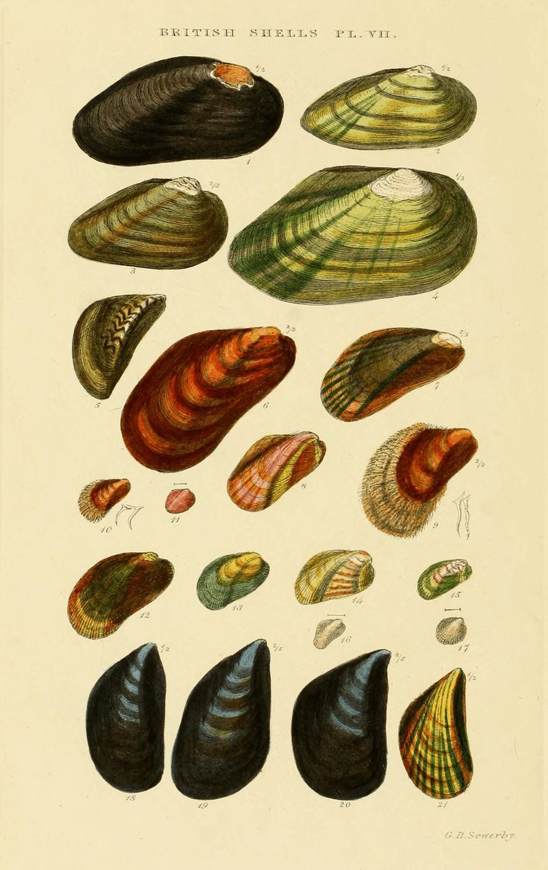 British Shell illusztrált indexe alkotó: George Brettingham Sowerby
