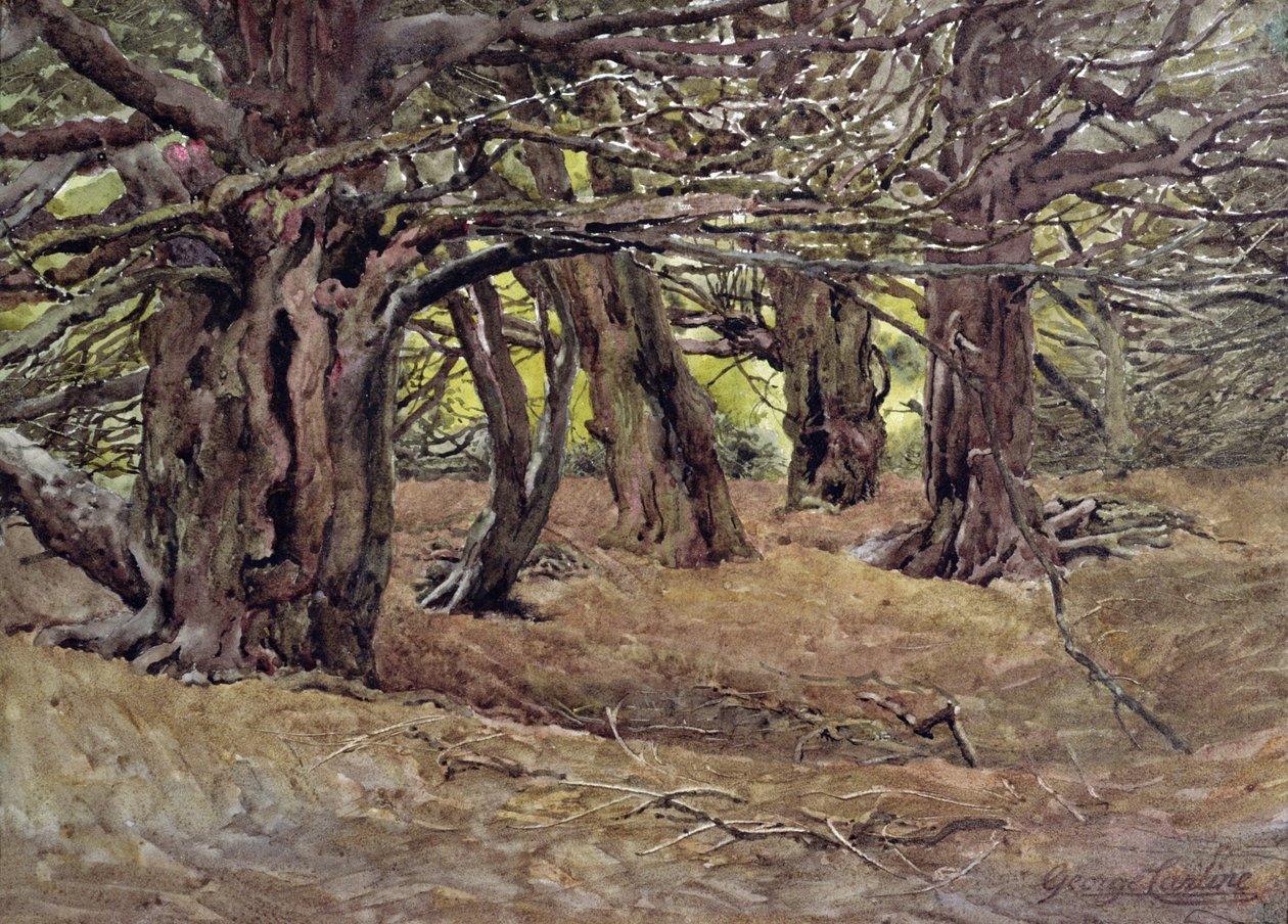 Yews in the Old Yew Wood, Earl of Radnor