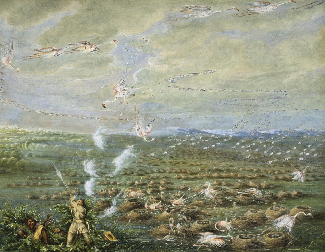 Flamingózás Dél -Amerikában alkotó: George Catlin