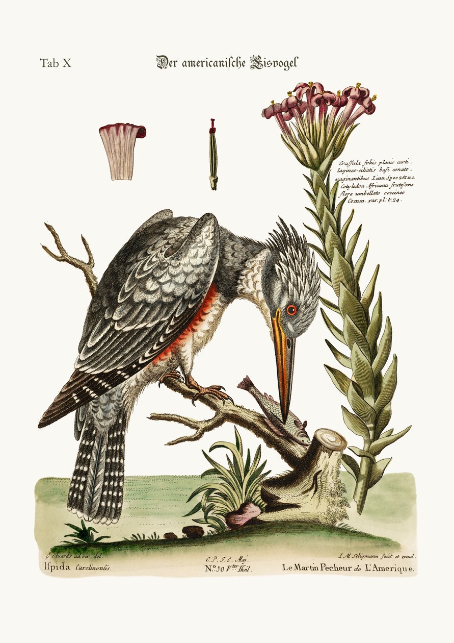 Az amerikai jégmadár, 1749-73 alkotó: George Edwards