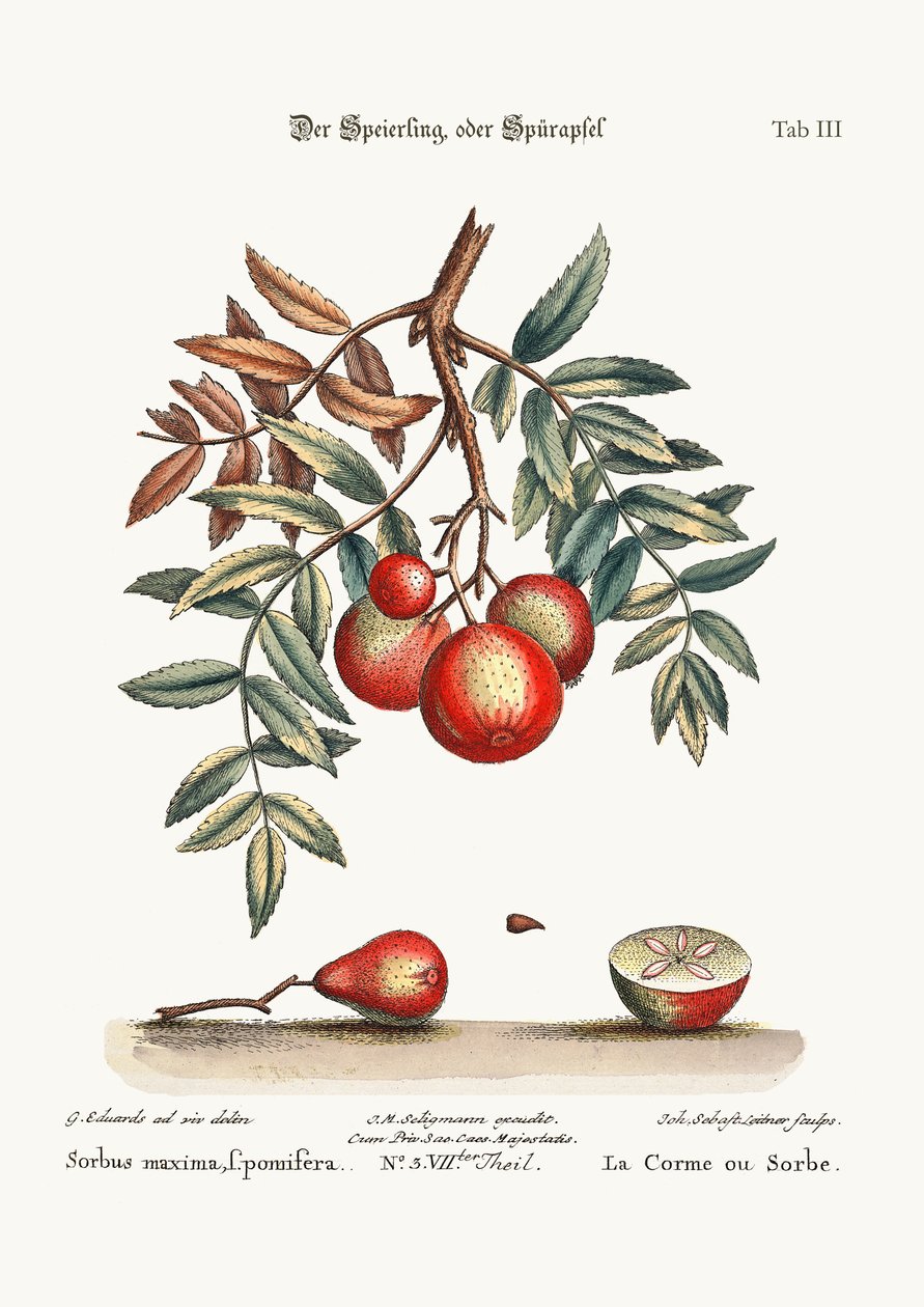 Az Apple-Service, 1749-73 alkotó: George Edwards