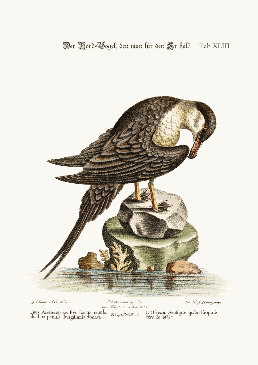 Az Arctick Bird, állítólag a kakas, 1749-73 alkotó: George Edwards