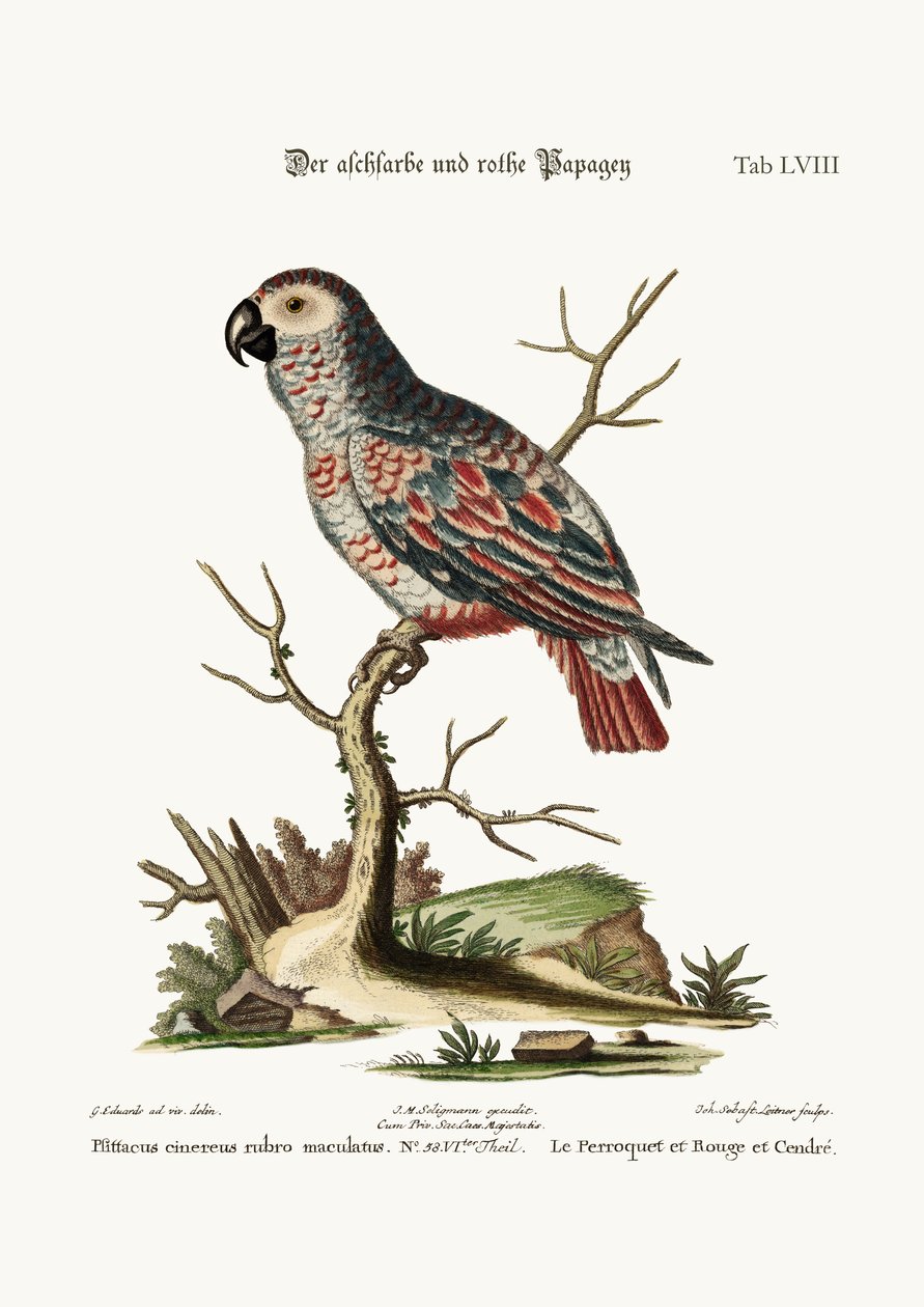 A hamuszínű és a vörös papagáj, 1749-73 alkotó: George Edwards