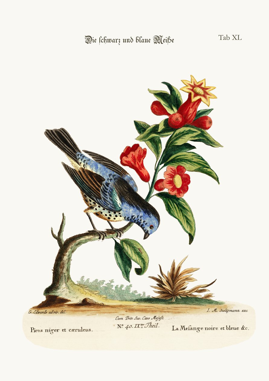 A fekete-kék cinegeegér, 1749-73 alkotó: George Edwards