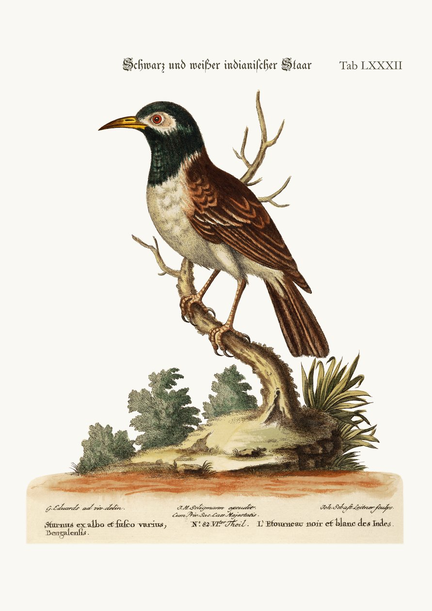 A fekete és fehér indián gólya, 1749-73 alkotó: George Edwards