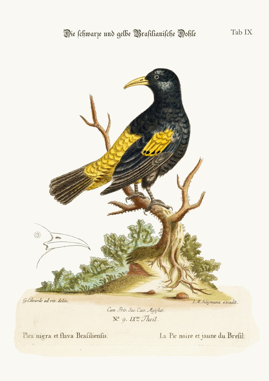 Brazília fekete és sárga hajnala, 1749-73 alkotó: George Edwards
