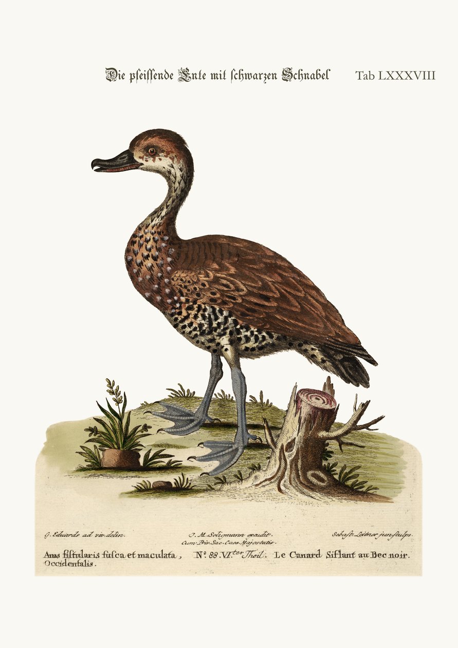 A feketecsőrű füttykacsa, 1749-73 alkotó: George Edwards