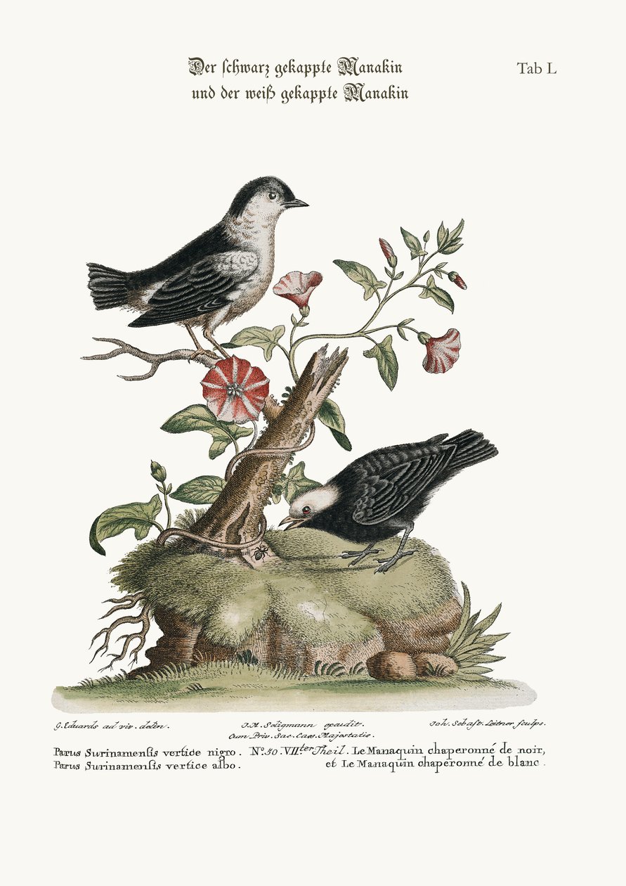 A fekete sapkás manakin és a fehér sapkás manakin, 1749-73 alkotó: George Edwards