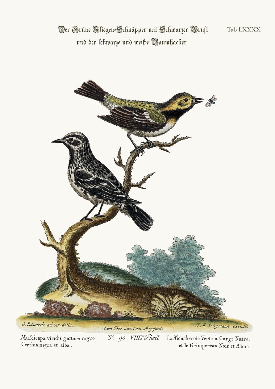 A fekete-torkú zöld légykapó és a fekete-fehér kúszó, 1749-73 alkotó: George Edwards