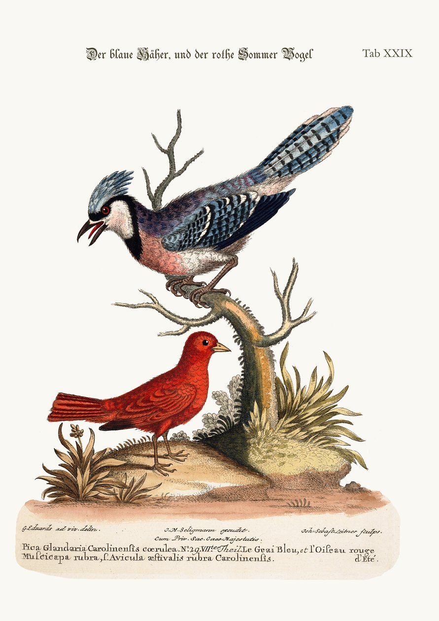 The Blue Jay, and the Summer Red-Bird, 1749-73 alkotó: George Edwards