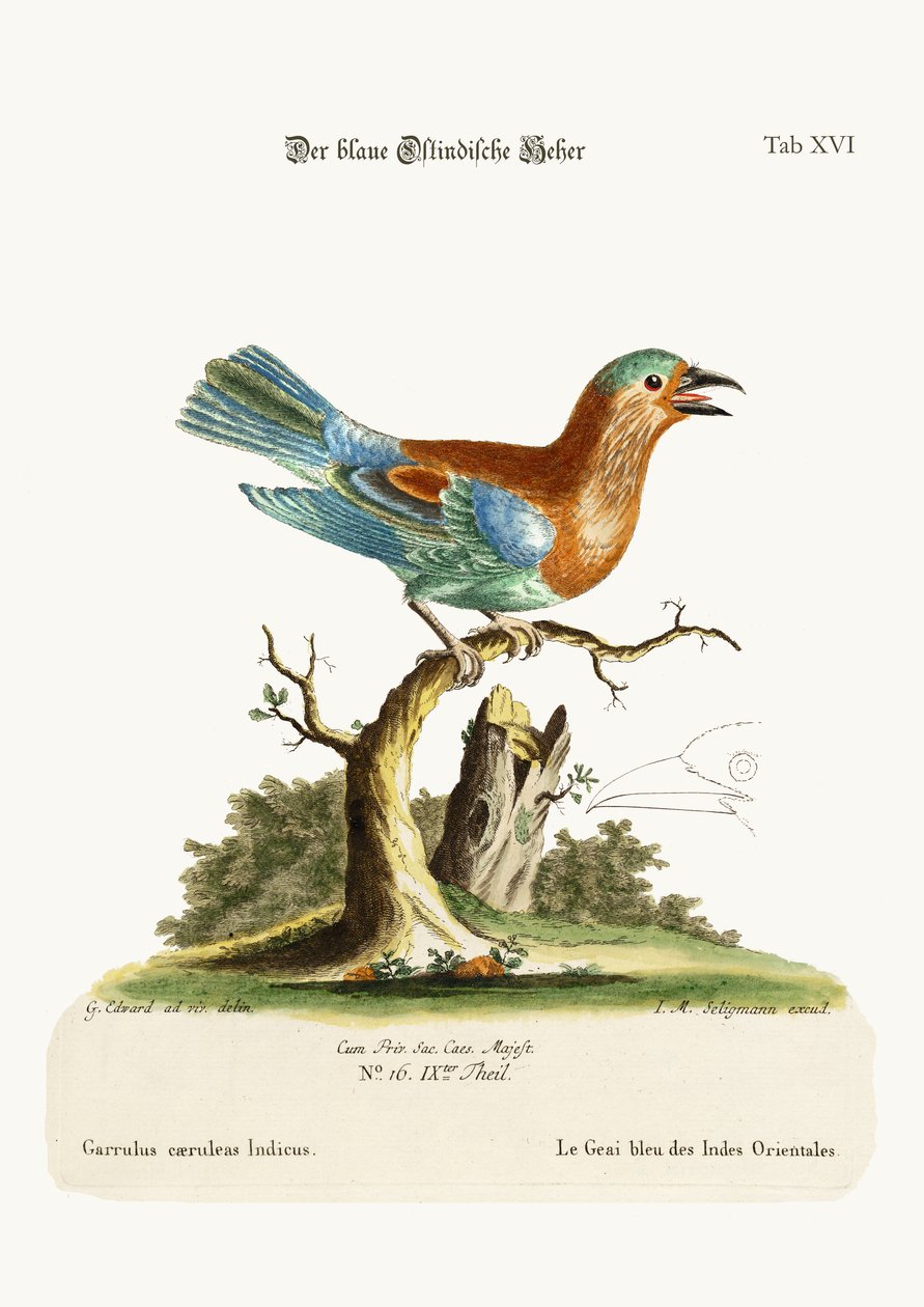 A Blue Jay Kelet-Indiából, 1749-73 alkotó: George Edwards