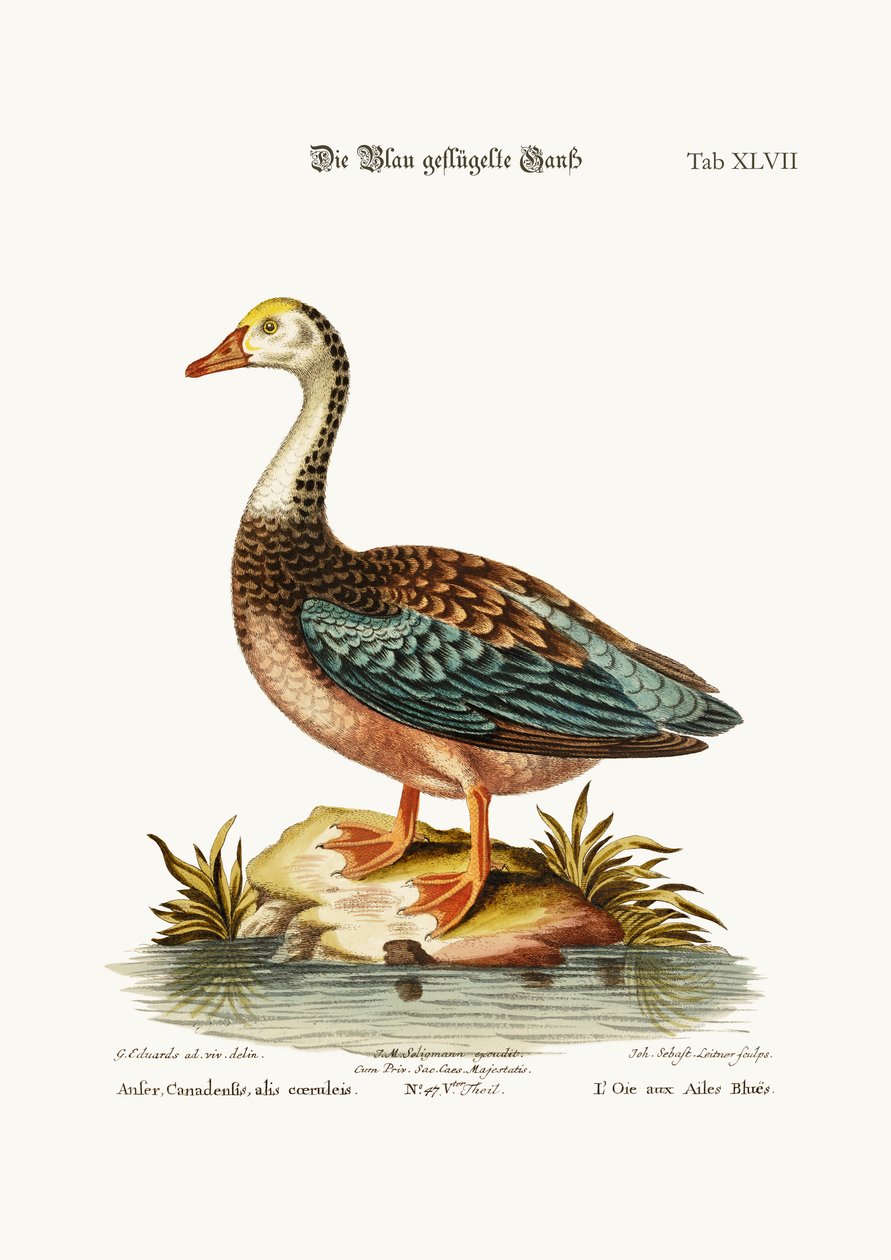 A kékszárnyú liba, 1749-73 alkotó: George Edwards