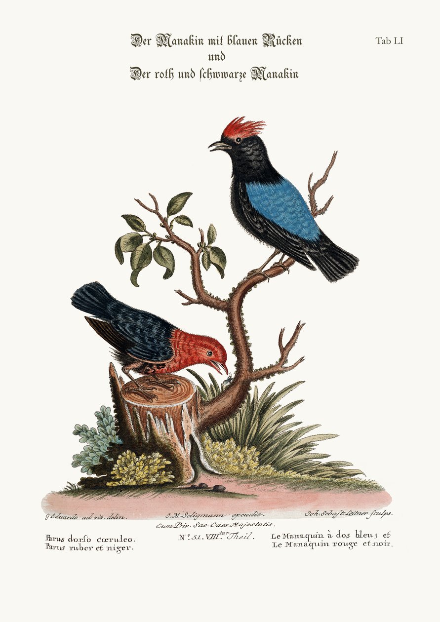 A kékhátú manakin és a vörös és fekete manakin, 1749-73 alkotó: George Edwards