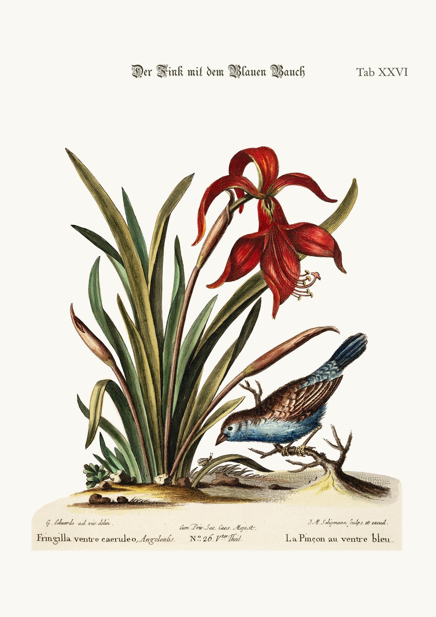 A kékhasú pinty. A Narcissus Jacobea, 1749-73 alkotó: George Edwards