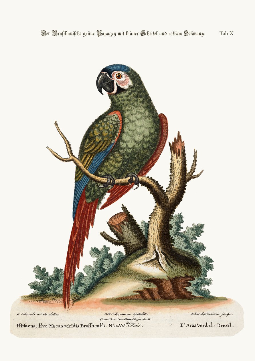 A brazíliai zöld makkó, 1749-73 alkotó: George Edwards