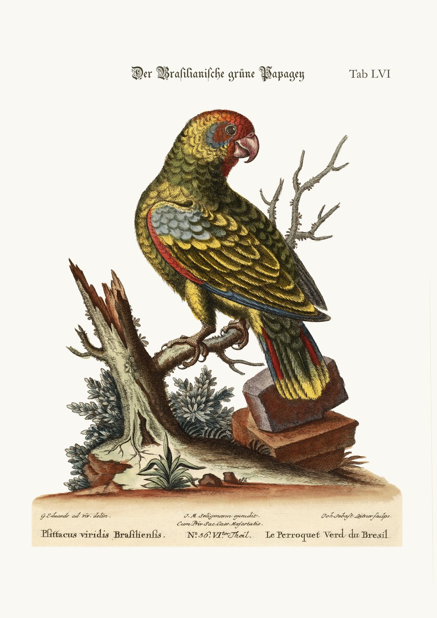 A brazil zöld papagáj, 1749-73 alkotó: George Edwards