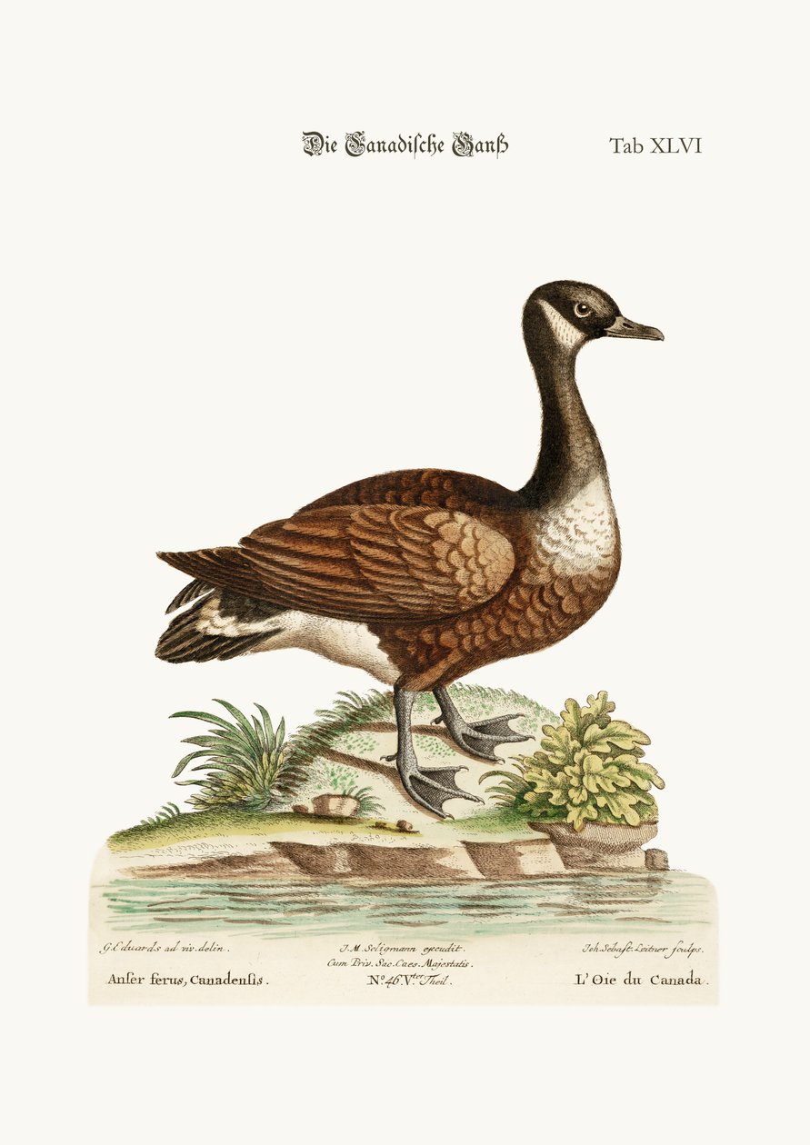A kanadai lúd, 1749-73 alkotó: George Edwards