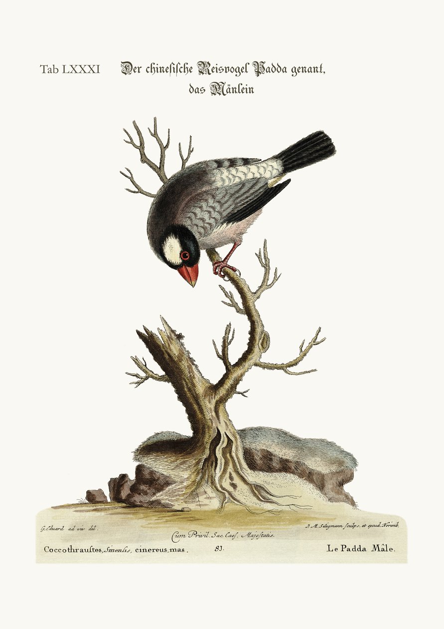 A kakas padda vagy rizsmadár, 1749-73 alkotó: George Edwards
