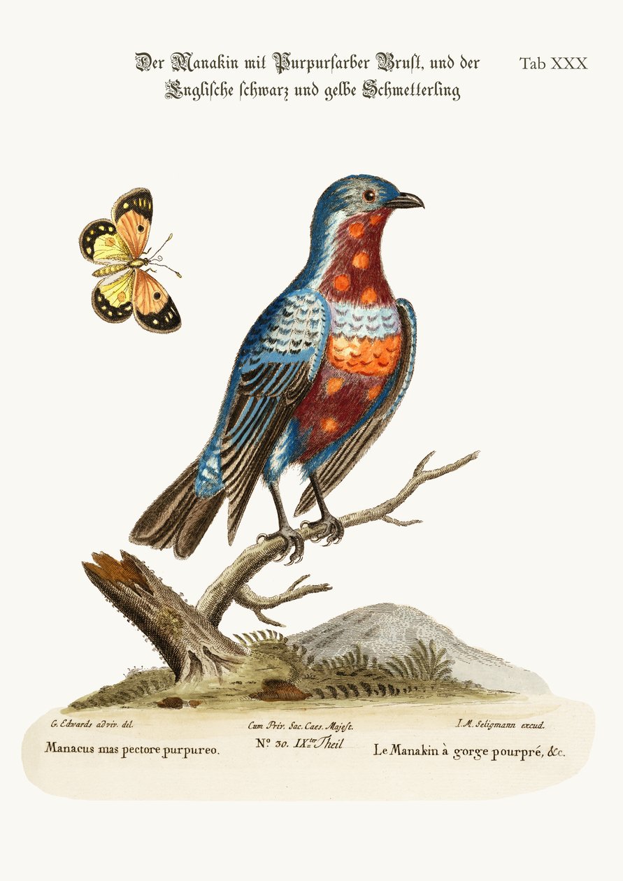 A kakas lila mellű Manakin, 1749-73 alkotó: George Edwards
