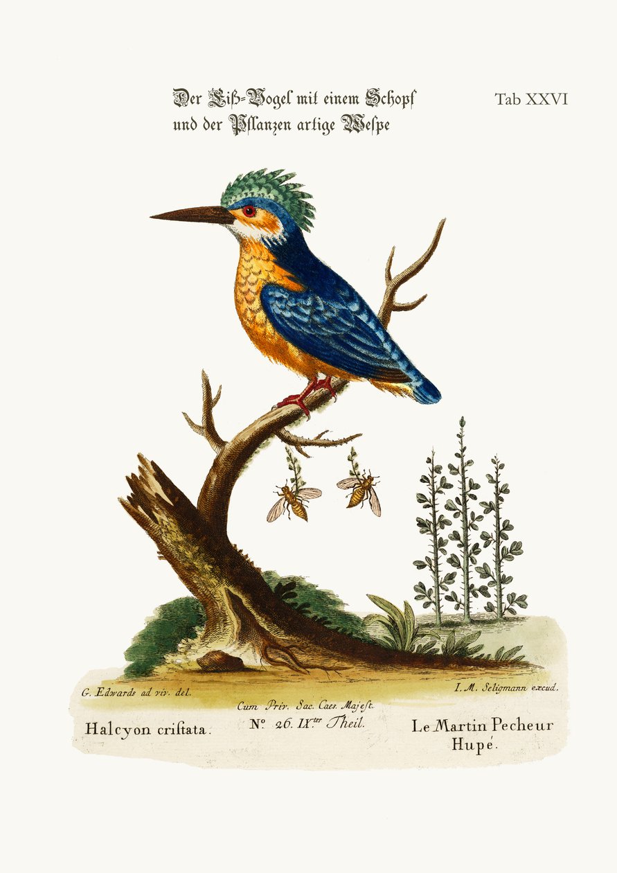 A címeres jégmadár, 1749-73 alkotó: George Edwards