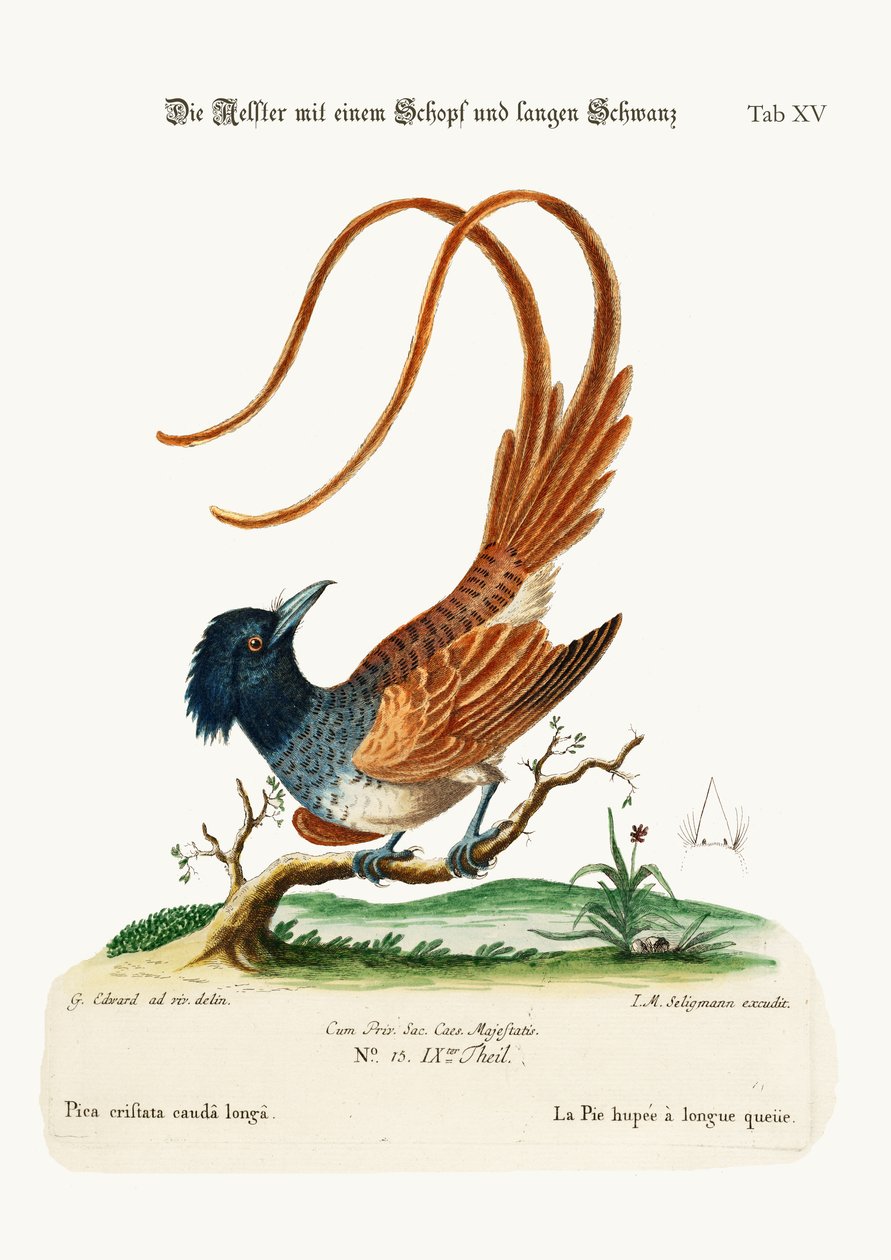 A címeres hosszúfarkú pipacs, 1749-73 alkotó: George Edwards
