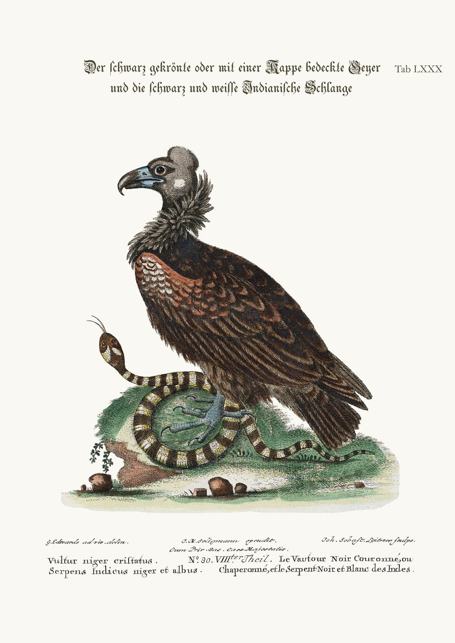 A tarajos vagy megbirkózott fekete keselyű és a fekete-fehér indiánkígyó, 1749-73 alkotó: George Edwards