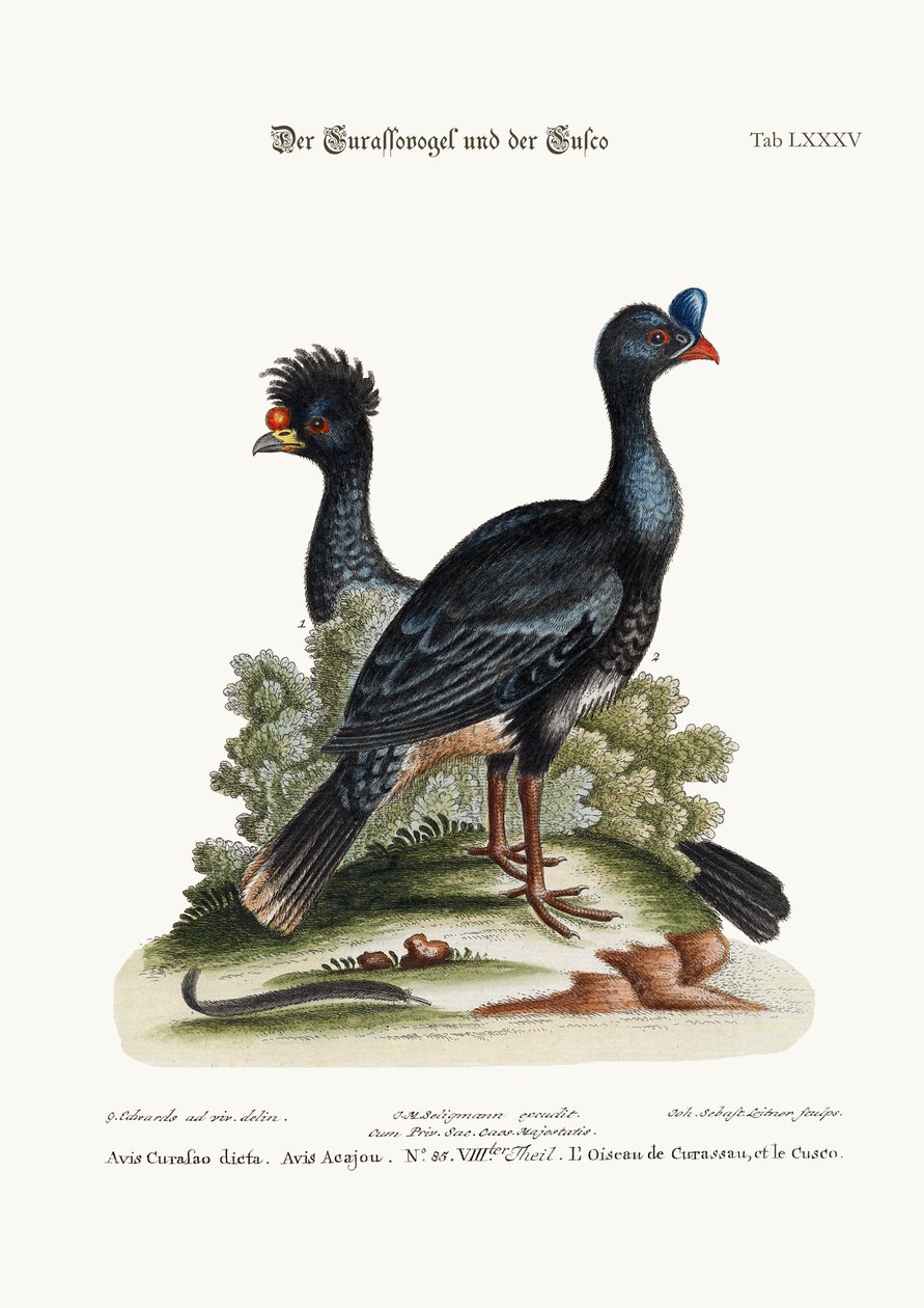 A Curasso-madár és a Cushew-madár, 1749-73 alkotó: George Edwards