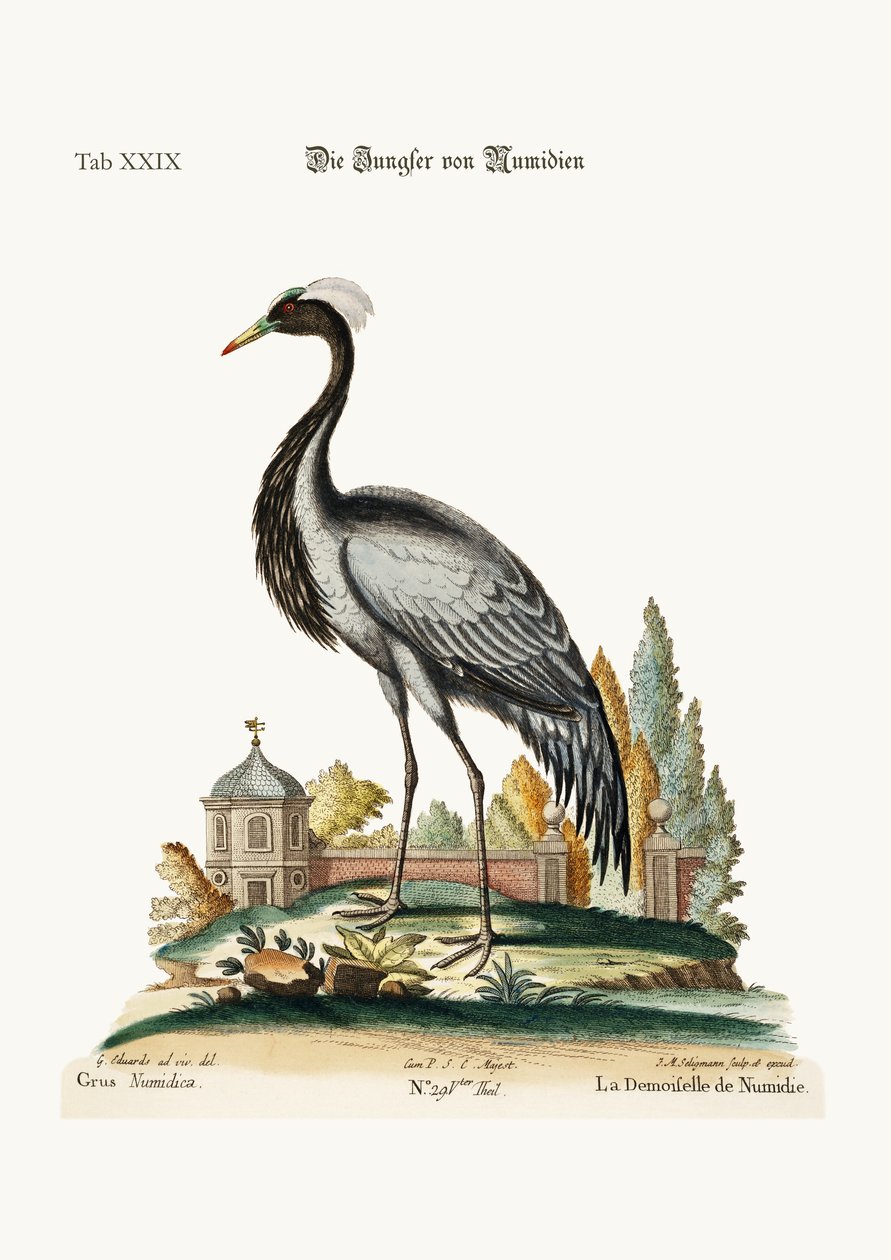 A numidiai demoiselle, 1749-73 alkotó: George Edwards