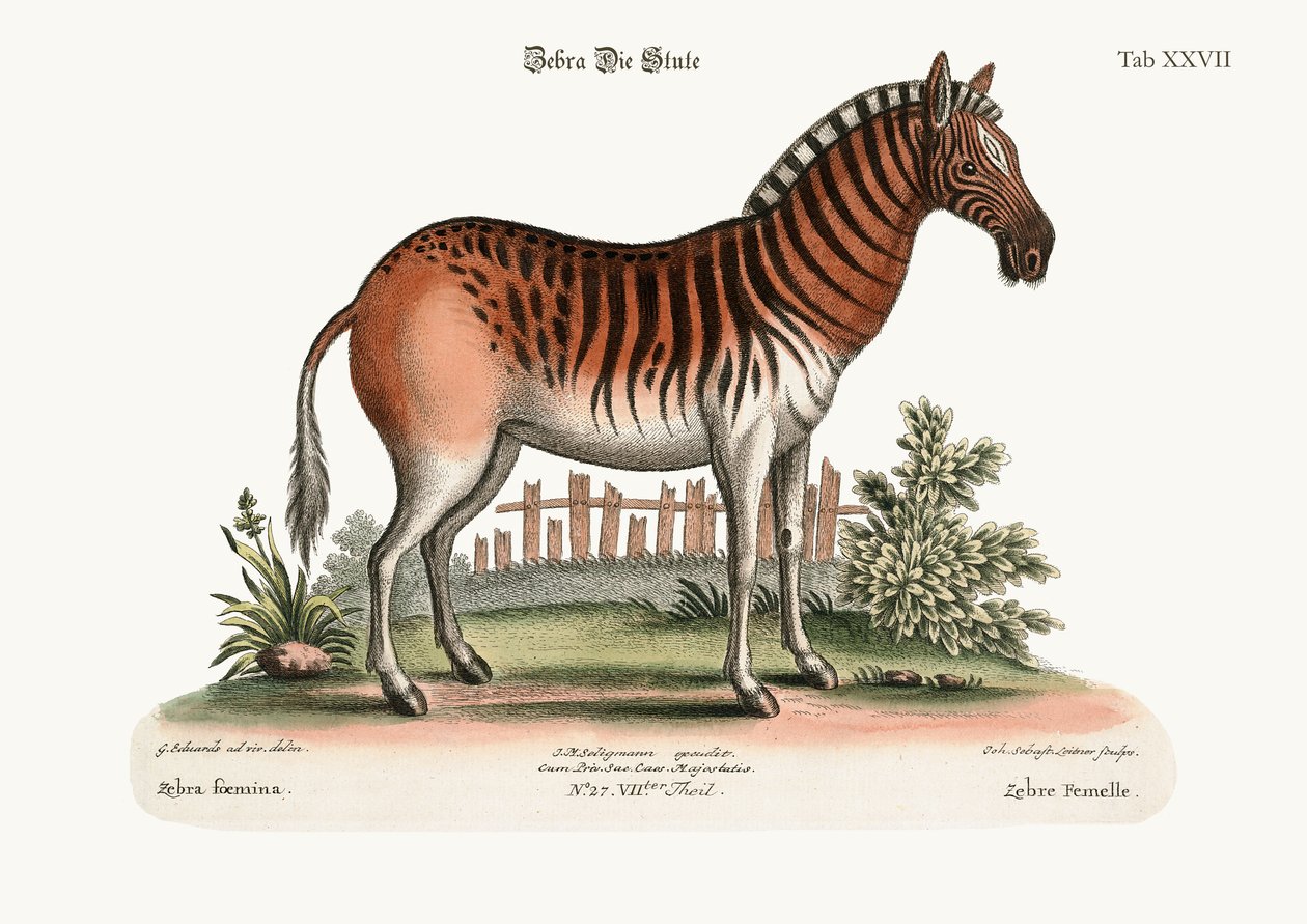 A női zebra, 1749-73 alkotó: George Edwards