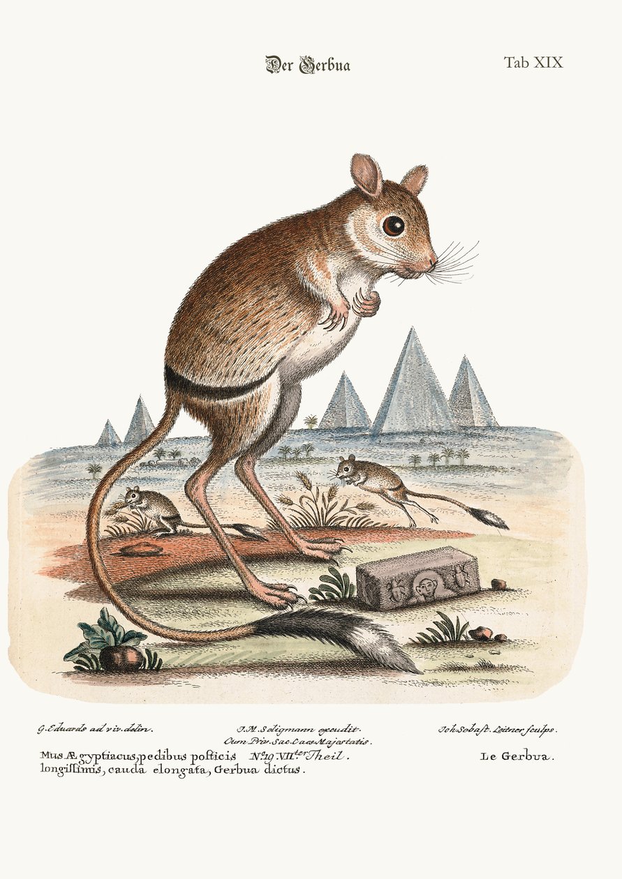 A Gerbua, 1749-73 alkotó: George Edwards