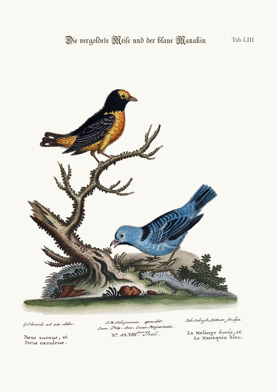 Az aranycinegeegér és a kék manakin, 1749-73 alkotó: George Edwards