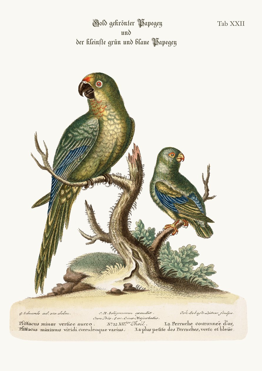 Az aranykoronás papagáj és a legkevésbé zöld és kék papagáj, 1749-73 alkotó: George Edwards