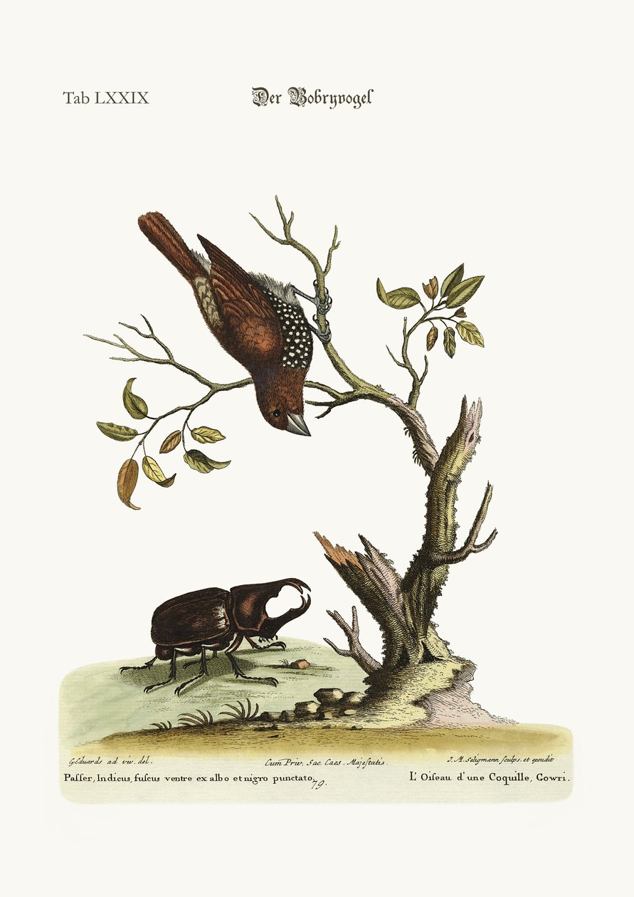 A Gowry-madár, 1749-73 alkotó: George Edwards