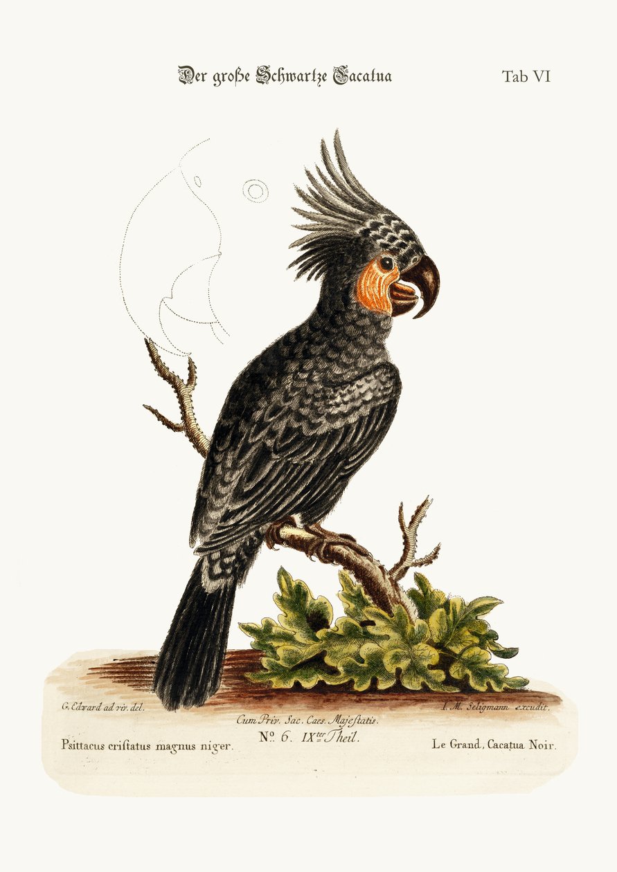 A nagy fekete kakadu, 1749-73 alkotó: George Edwards