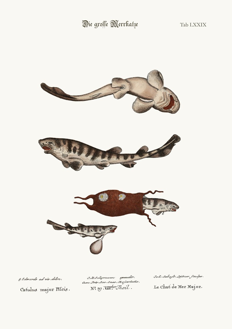 The Greater Cat-Fish, 1749-73 alkotó: George Edwards